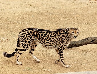 Kapama Reserve and Hoedspruit Endangered Species Centre - South Africa